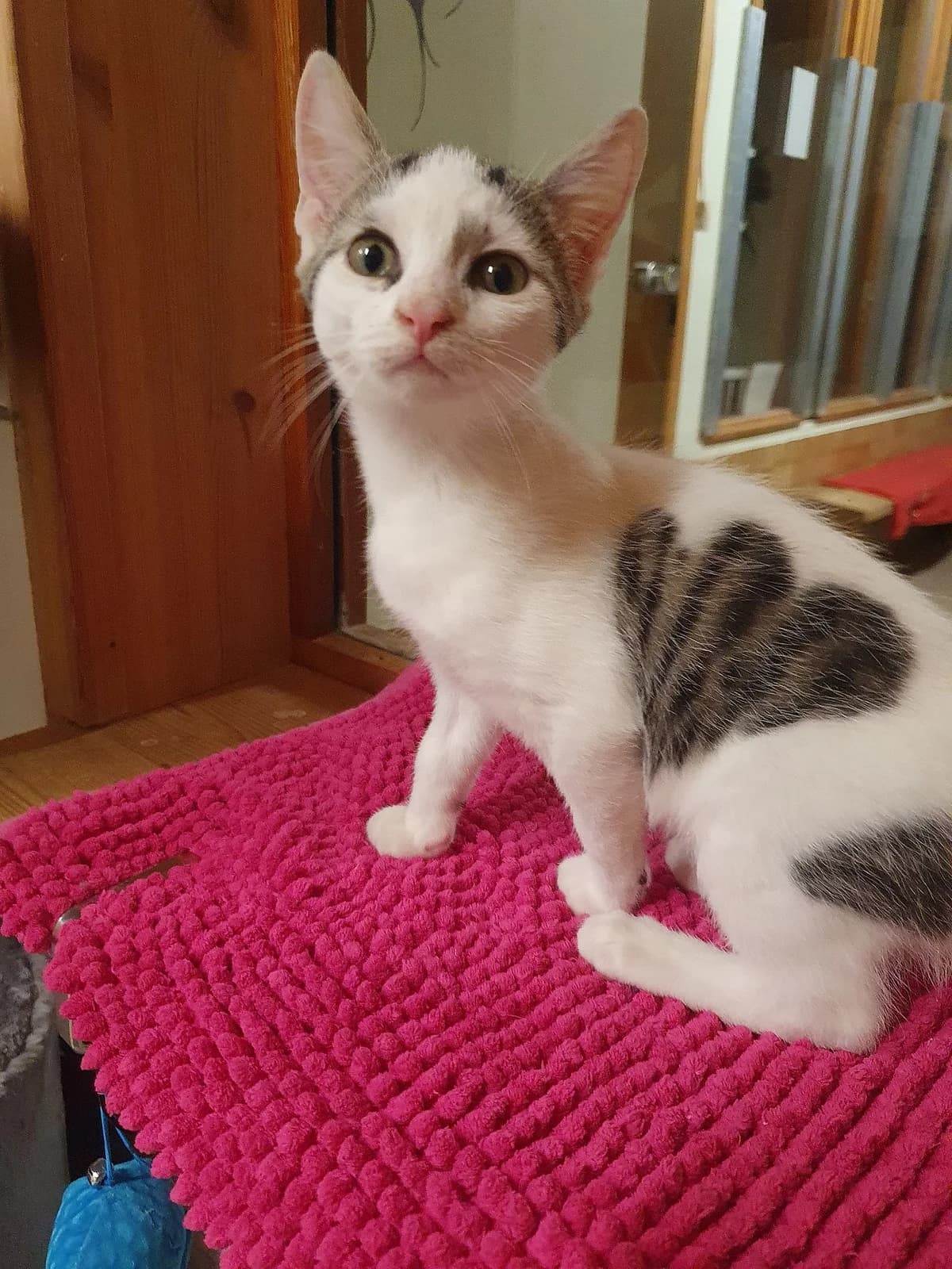 Michel, male mixed breed for adoption at Tierheim Korbach — photo 2 of 3