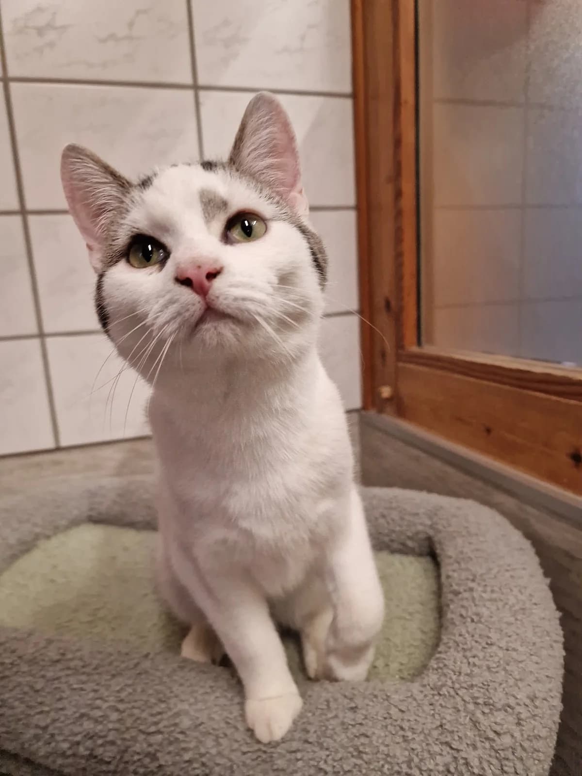 Michel, male mixed breed for adoption at Tierheim Korbach — photo 3 of 3