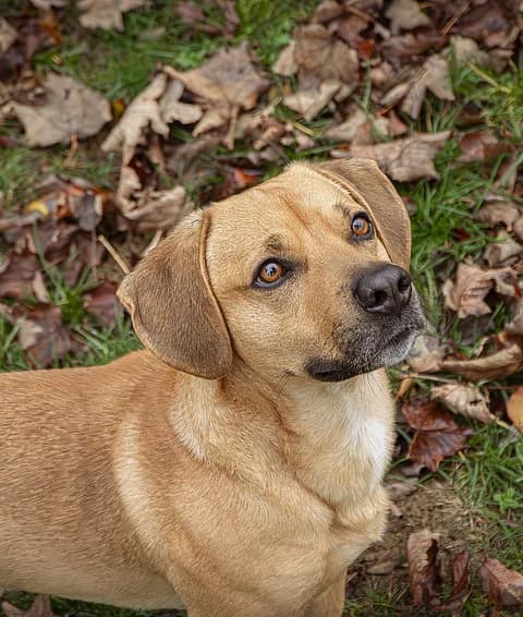 Milo, male Mixed Breed for adoption at Tierheim Korbach