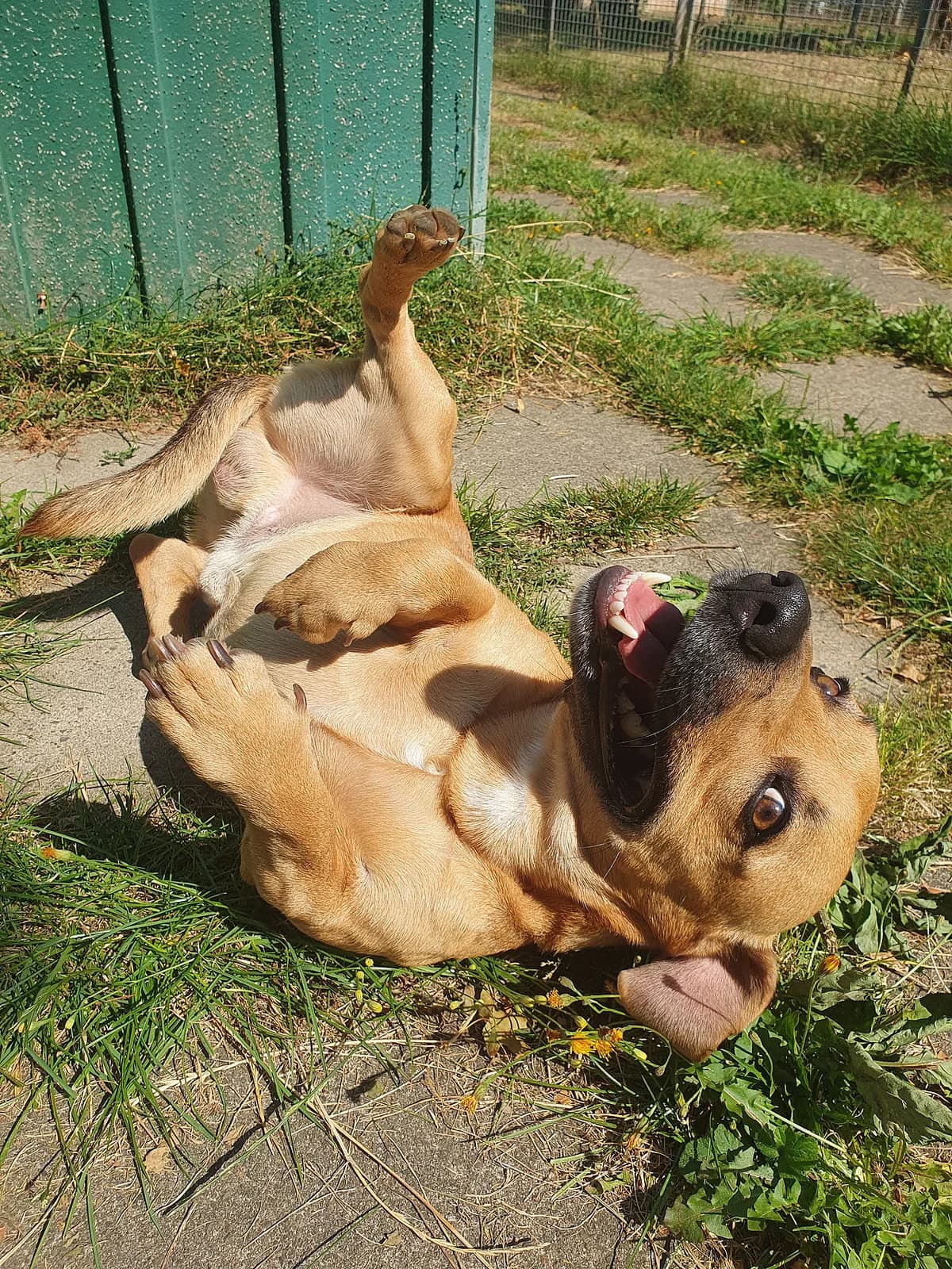 Milo, male Mixed Breed for adoption at Tierheim Korbach — photo 2 of 3