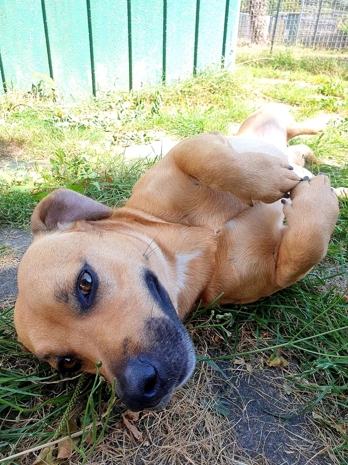 Milo, male Mixed Breed for adoption at Tierheim Korbach — photo 3 of 3