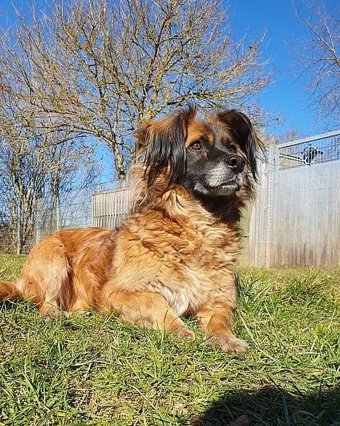 Potap, male Mixed Breed for adoption at Tierheim Korbach