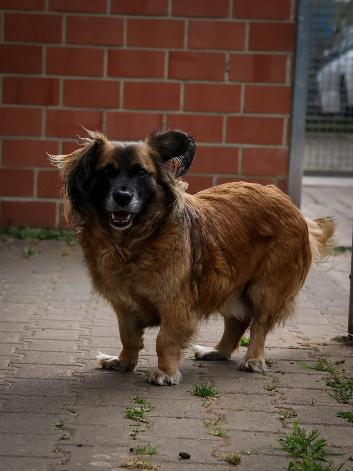 Potap, male Mixed Breed for adoption at Tierheim Korbach — photo 3 of 3