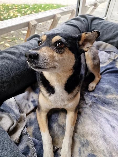 Ruby, female Mixed Breed for adoption at Tierheim Korbach