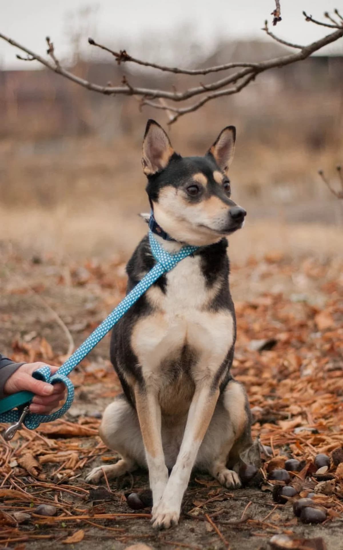 Ruby, female Mixed Breed for adoption at Tierheim Korbach — photo 2 of 3