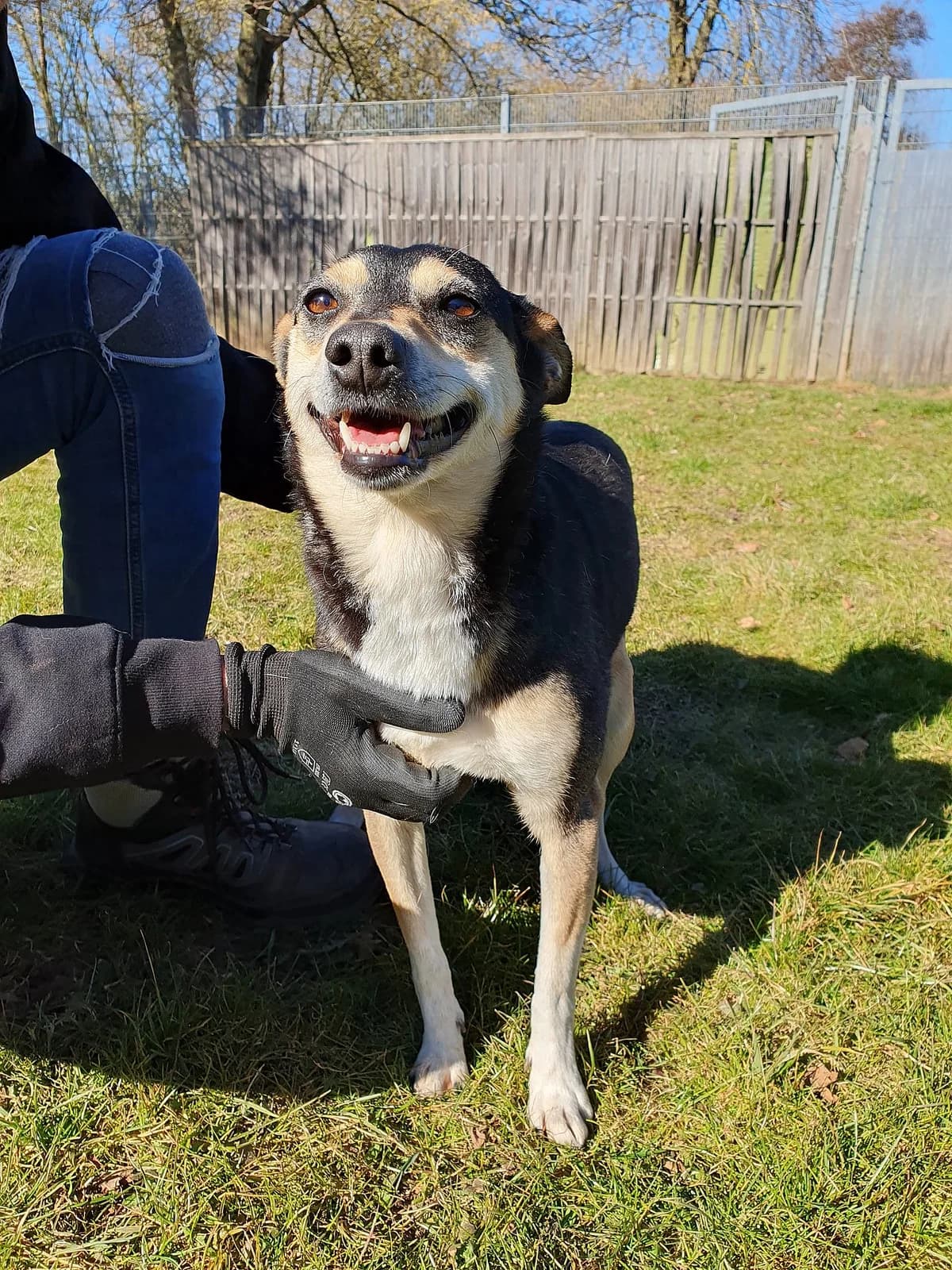 Ruby, female Mixed Breed for adoption at Tierheim Korbach — photo 3 of 3