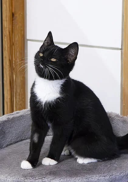 Schnuffel, female mixed breed for adoption at Tierheim Korbach