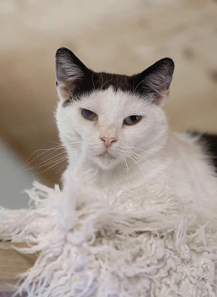 Serafine, female mixed breed for adoption at Tierheim Korbach