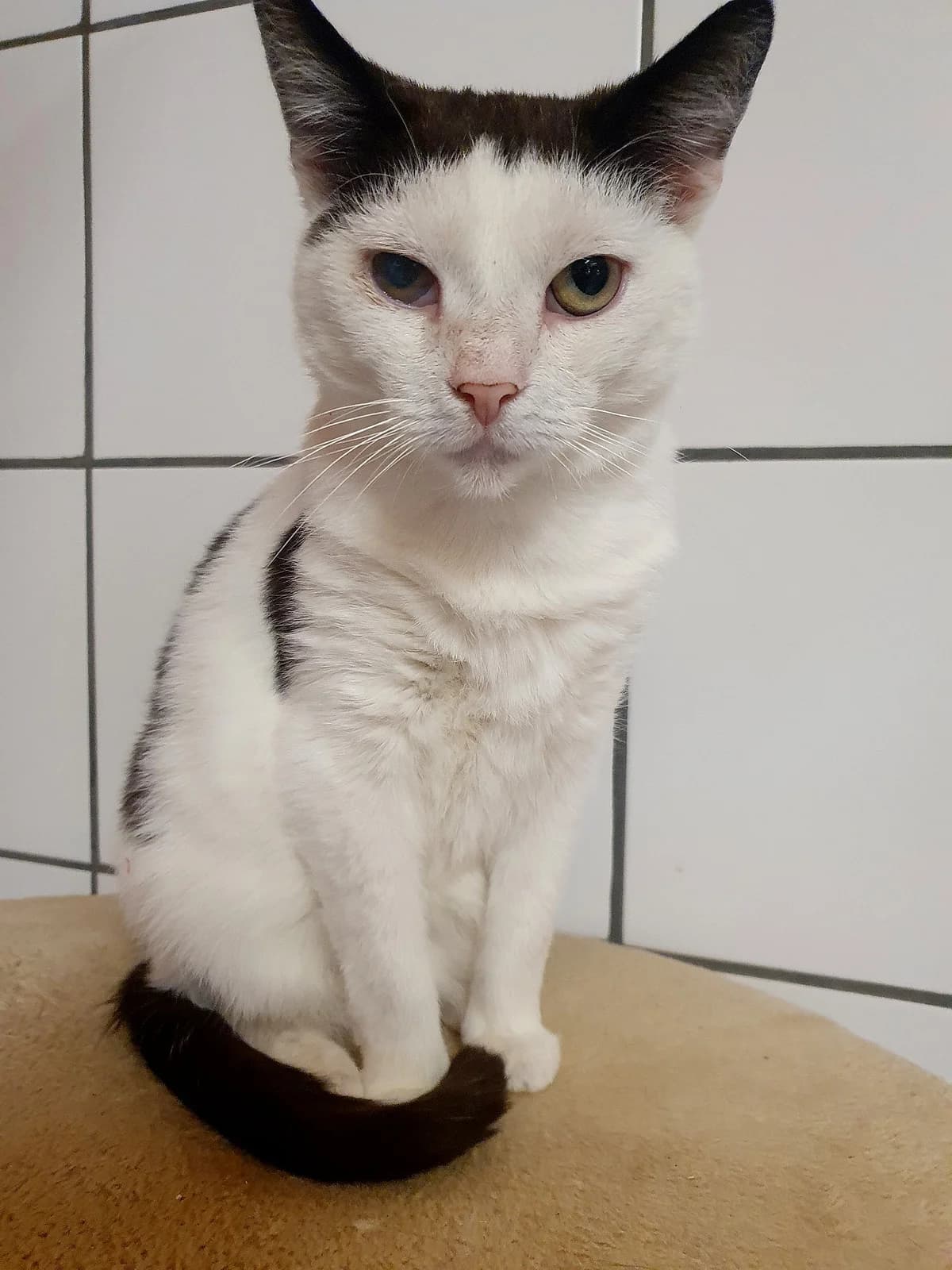 Serafine, female mixed breed for adoption at Tierheim Korbach — photo 2 of 3