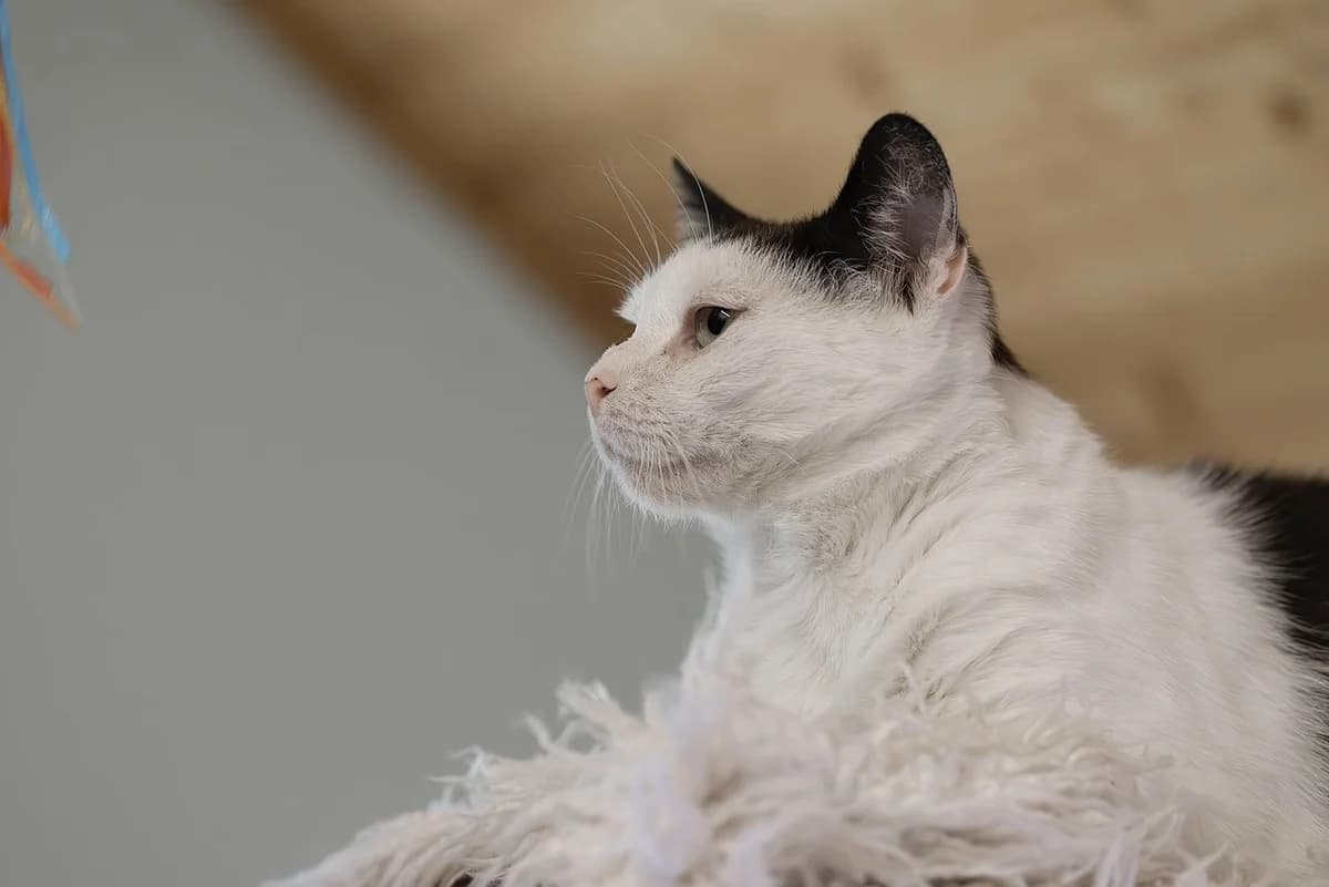 Serafine, female mixed breed for adoption at Tierheim Korbach — photo 3 of 3