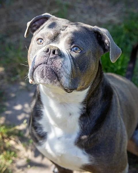 Theo, male 3yo English Bulldog for adoption at Tierheim Korbach, Korbach