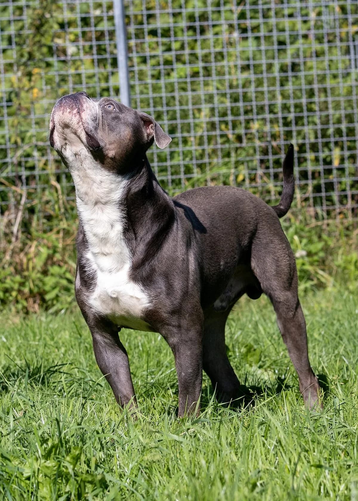 Theo, male English Bulldog for adoption at Tierheim Korbach — photo 2 of 3