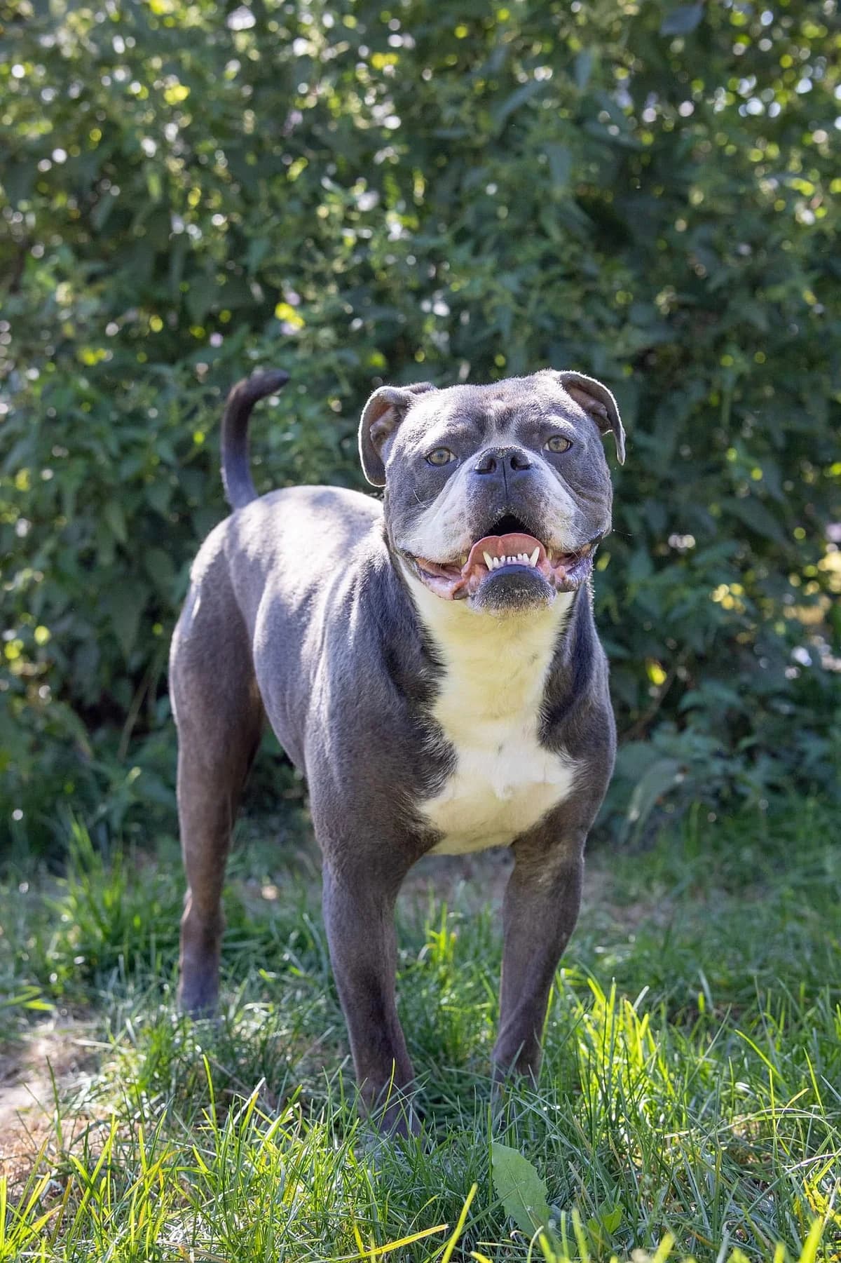 Theo, male English Bulldog for adoption at Tierheim Korbach — photo 3 of 3