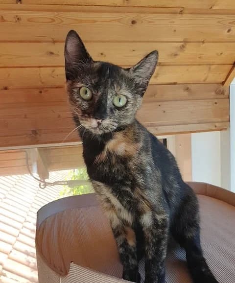 Tilda, female puppy mixed breed for adoption at Tierheim Korbach, Korbach