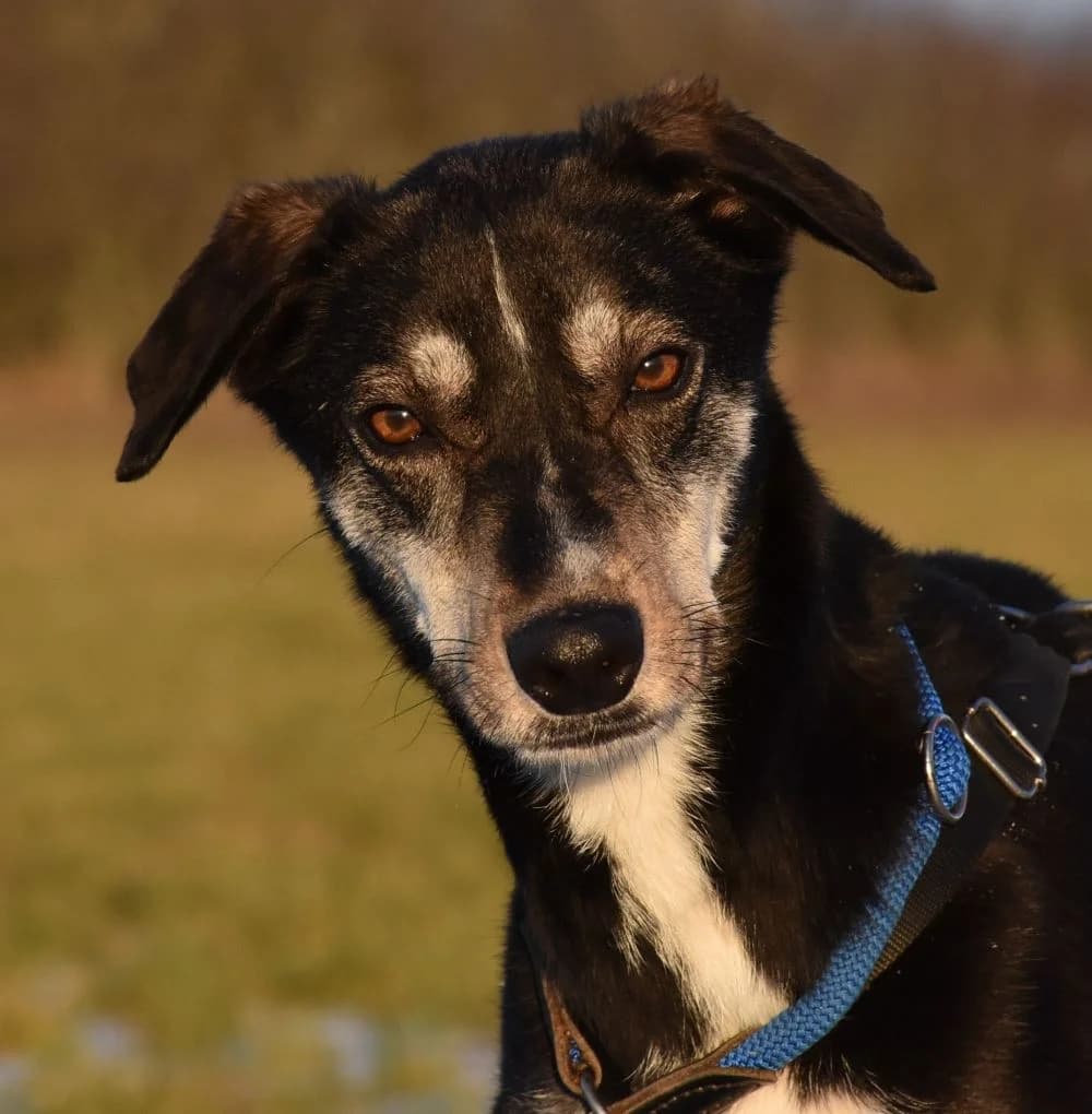 TAURUS ♀, male 7yo Mixed Breed for adoption at Tierheim Kronach, Marktrodach