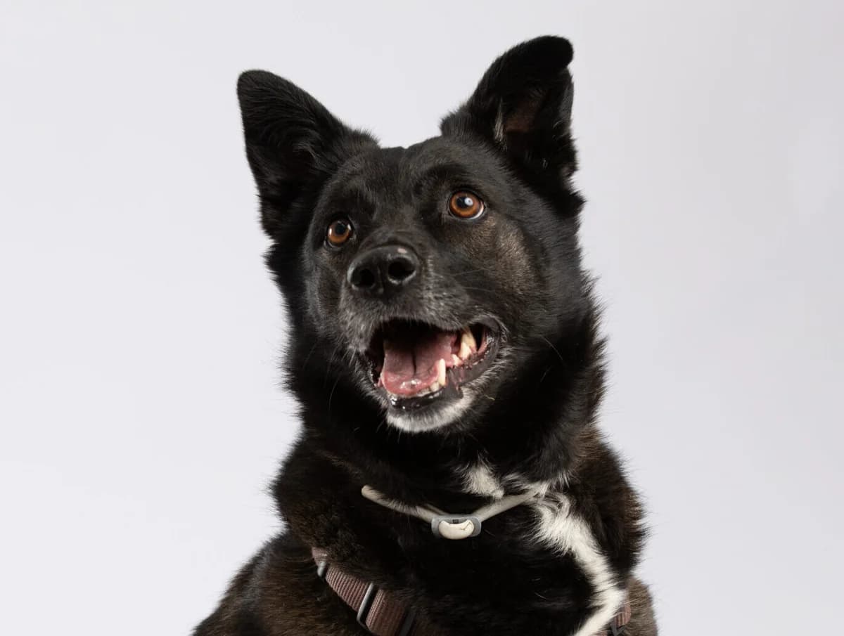 JOY ♀, male Mixed Breed for adoption at Tierheim Kronach, Marktrodach