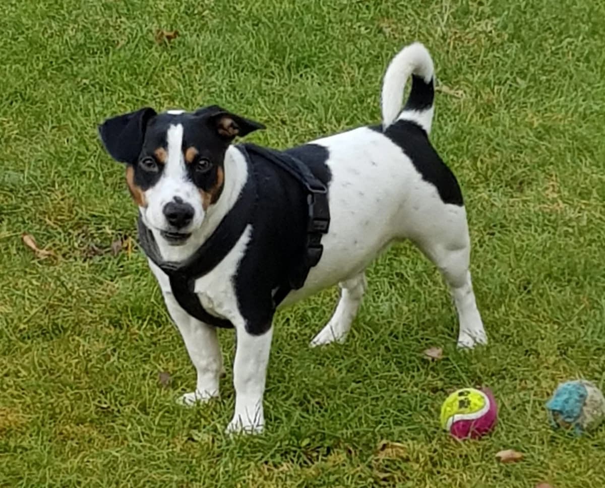 Carlos ♂, male Jack Russell Terrier for adoption at Tierheim Kronach, Marktrodach