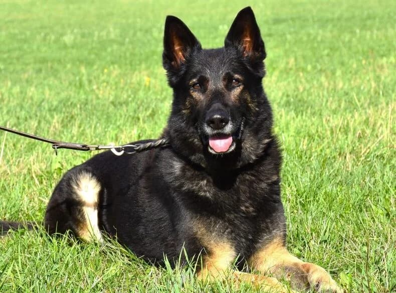 TAYLOR ♀, female Mixed Breed for adoption at Tierheim Kronach, Marktrodach