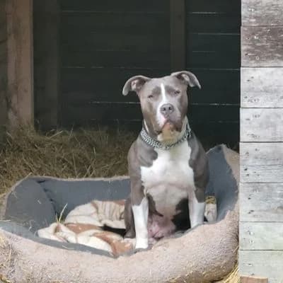 Tierschutzverein, female 7yo Mixed Breed for adoption at Tierschutz-Verein Kulmbach u. Umgebung e.V.