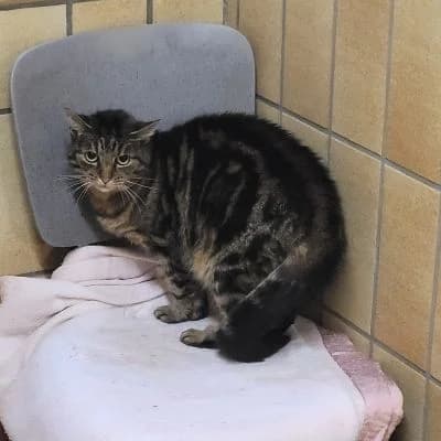 Tierschutzverein, female senior Mixed Breed for adoption at Tierschutz-Verein Kulmbach u. Umgebung e.V.