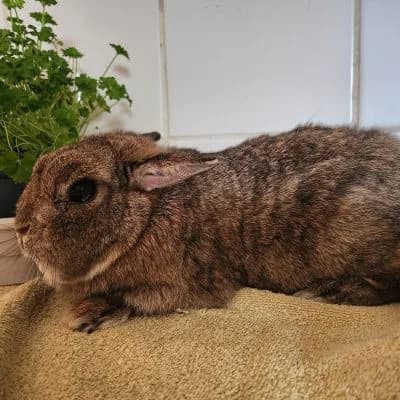 Tierschutzverein, young Mixed Breed for adoption at Tierschutz-Verein Kulmbach u. Umgebung e.V.