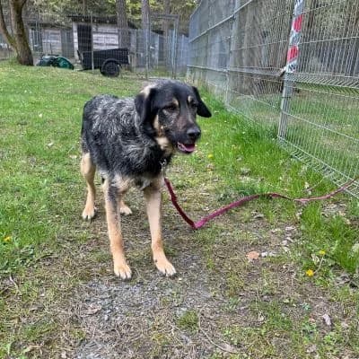 Tierschutzverein,  senior Mixed Breed for adoption at Tierschutz-Verein Kulmbach u. Umgebung e.V.