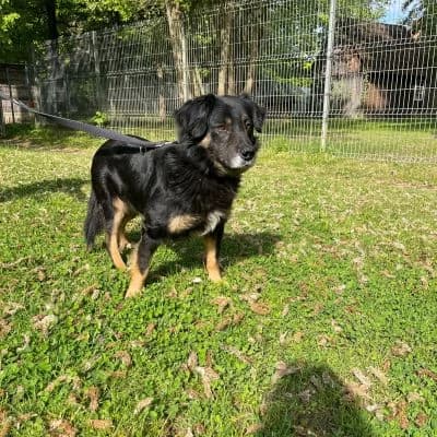 Tierschutzverein,  senior Mixed Breed for adoption at Tierschutz-Verein Kulmbach u. Umgebung e.V.