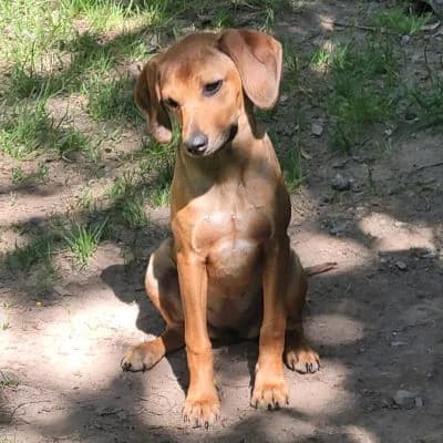 Tierschutzverein, female young Mixed Breed for adoption at Tierschutz-Verein Kulmbach u. Umgebung e.V.