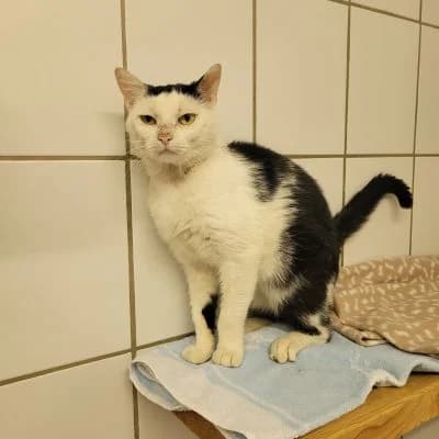 Tierschutzverein, male 3yo Mixed Breed for adoption at Tierschutz-Verein Kulmbach u. Umgebung e.V.