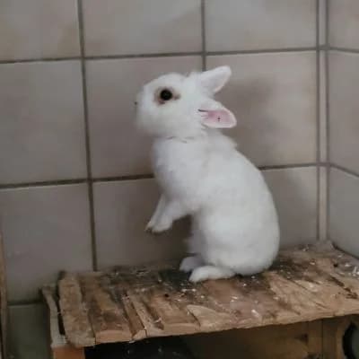 Tierschutzverein, female Mixed Breed for adoption at Tierschutz-Verein Kulmbach u. Umgebung e.V.
