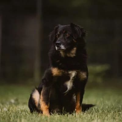 Tierschutzverein, female 6yo Mixed Breed for adoption at Tierschutz-Verein Kulmbach u. Umgebung e.V.