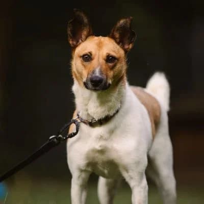 Tierschutzverein, female Mixed Breed for adoption at Tierschutz-Verein Kulmbach u. Umgebung e.V.