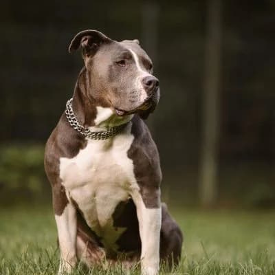 Tierschutzverein, female 7yo Mixed Breed for adoption at Tierschutz-Verein Kulmbach u. Umgebung e.V.