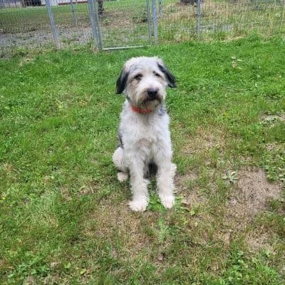 Tierschutzverein, male puppy Mixed Breed for adoption at Tierschutz-Verein Kulmbach u. Umgebung e.V.