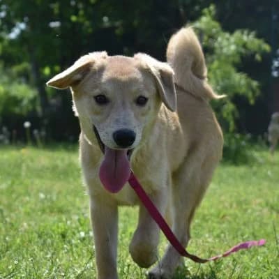 Aiko, male puppy Mixed Breed for adoption at Tierheim Laage