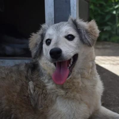 Avani, female puppy Mixed Breed for adoption at Tierheim Laage