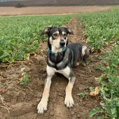 Balu, male Mixed Breed for adoption at Tierheim Laage