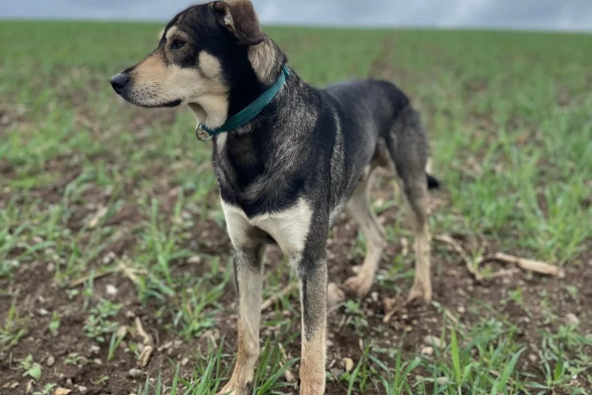 Balu, male Mixed Breed for adoption at Tierheim Laage — photo 2 of 6