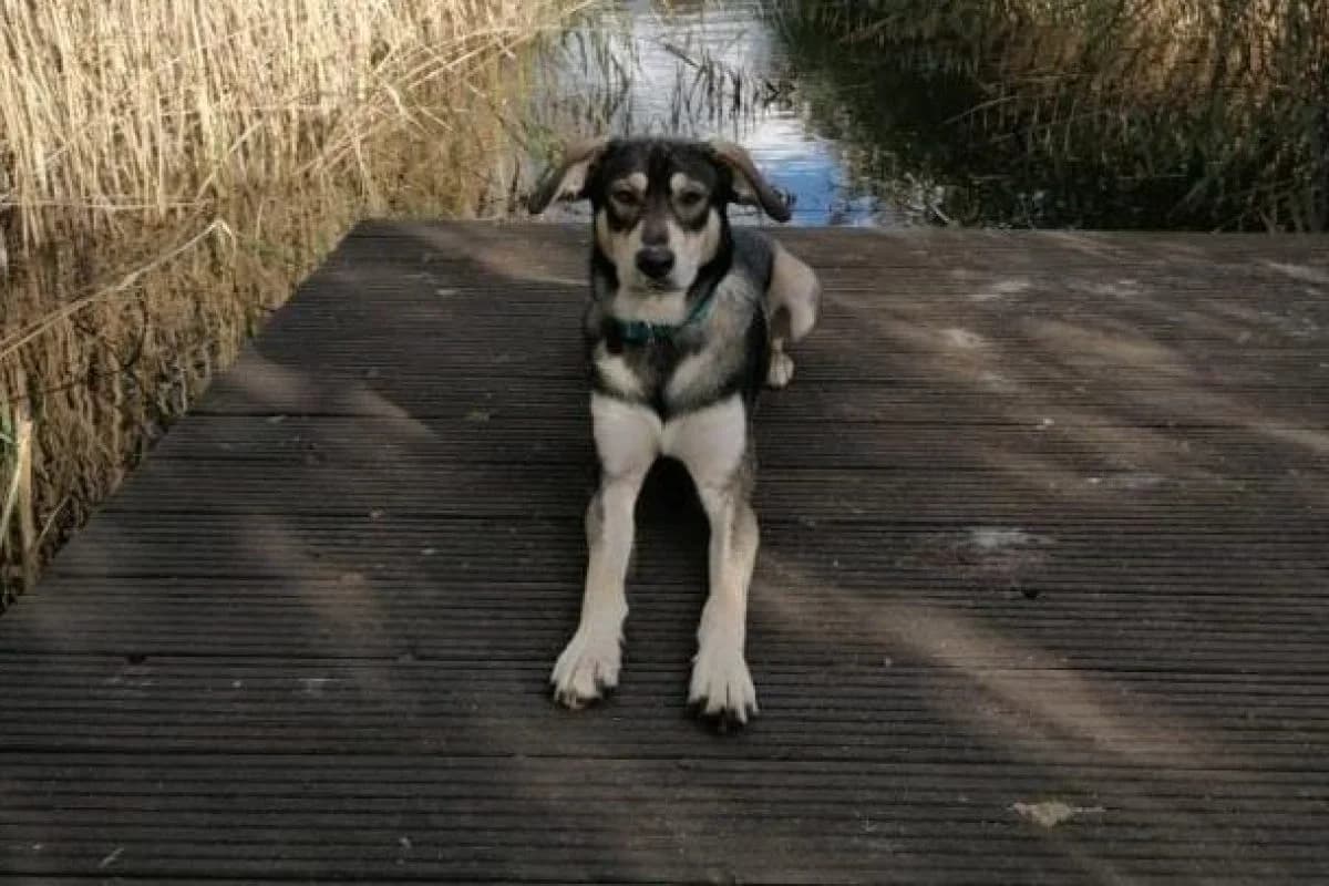 Balu, male Mixed Breed for adoption at Tierheim Laage — photo 3 of 6