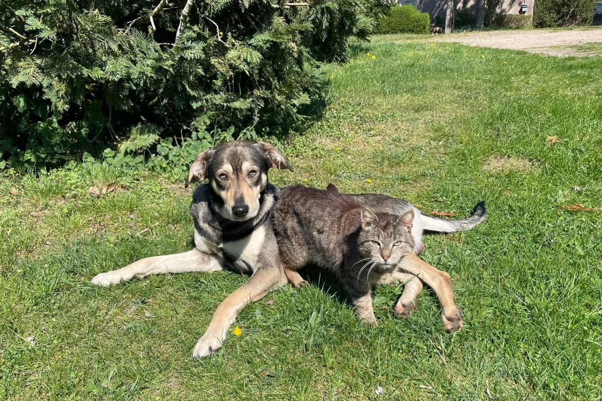 Balu, male Mixed Breed for adoption at Tierheim Laage — photo 4 of 6