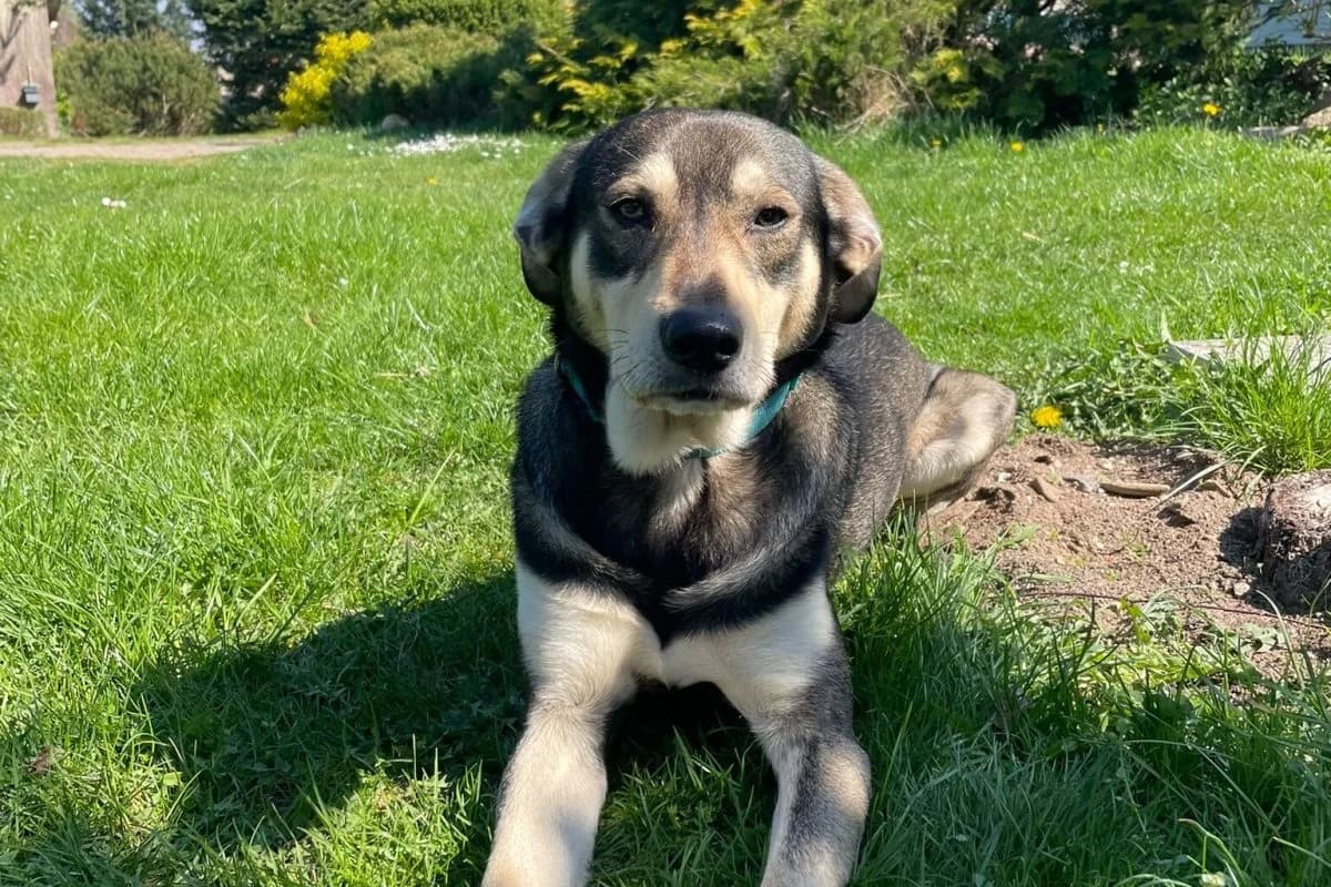 Balu, male Mixed Breed for adoption at Tierheim Laage — photo 5 of 6