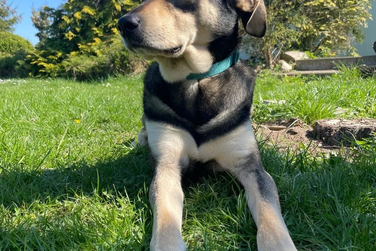 Balu, male Mixed Breed for adoption at Tierheim Laage — photo 6 of 6