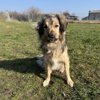 Dave, male 4yo Mixed Breed for adoption at Tierheim Laage