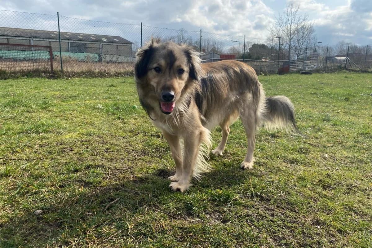 Dave, male Mixed Breed for adoption at Tierheim Laage — photo 2 of 9