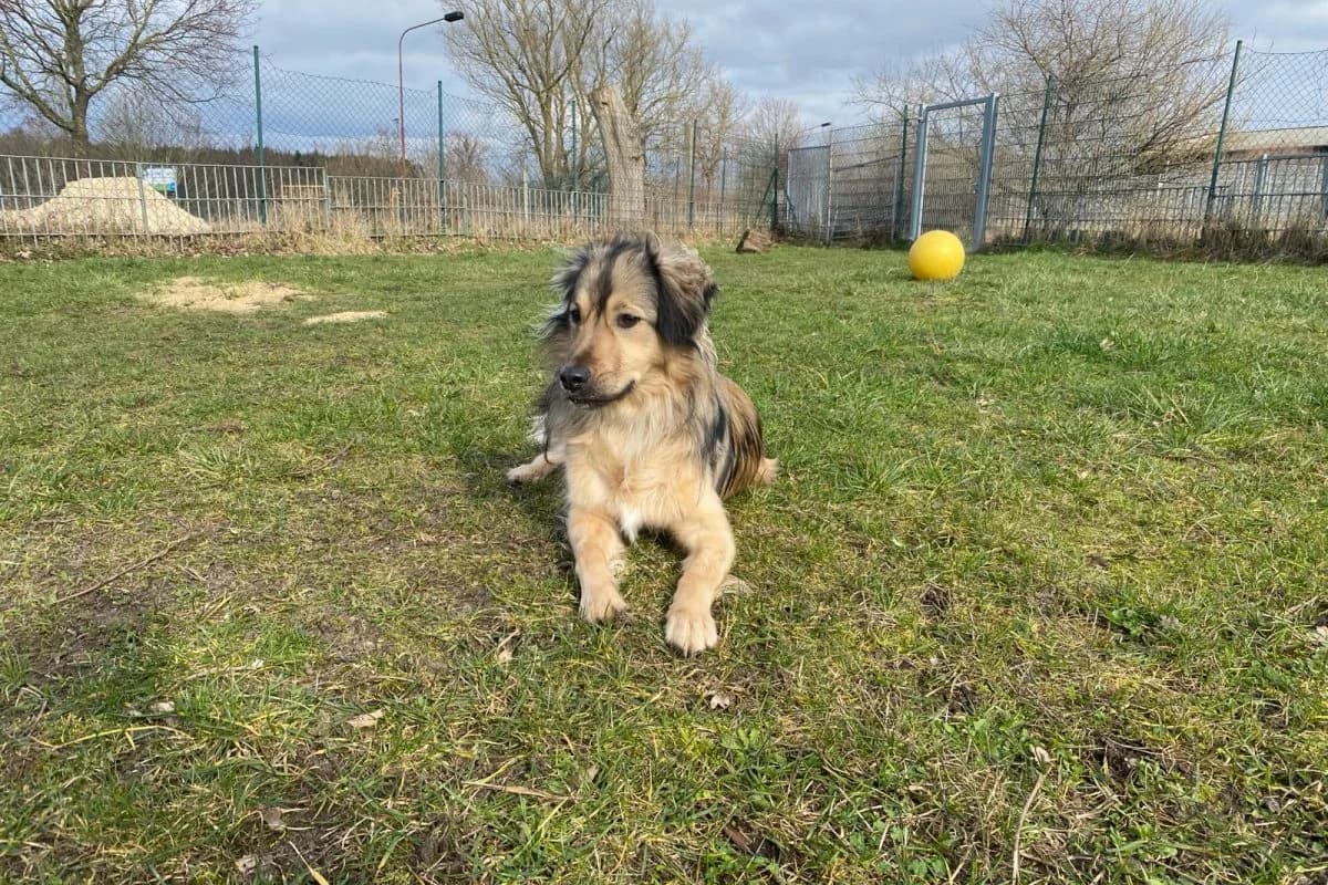 Dave, male Mixed Breed for adoption at Tierheim Laage — photo 3 of 9