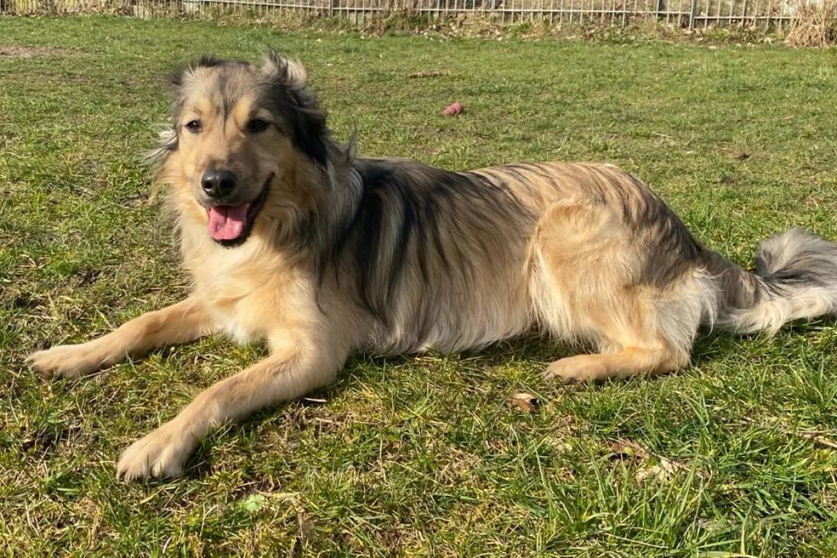 Dave, male Mixed Breed for adoption at Tierheim Laage — photo 4 of 9