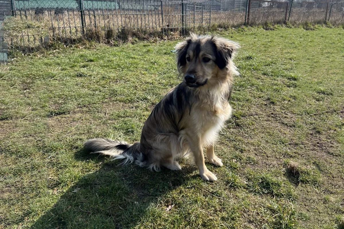 Dave, male Mixed Breed for adoption at Tierheim Laage — photo 5 of 9