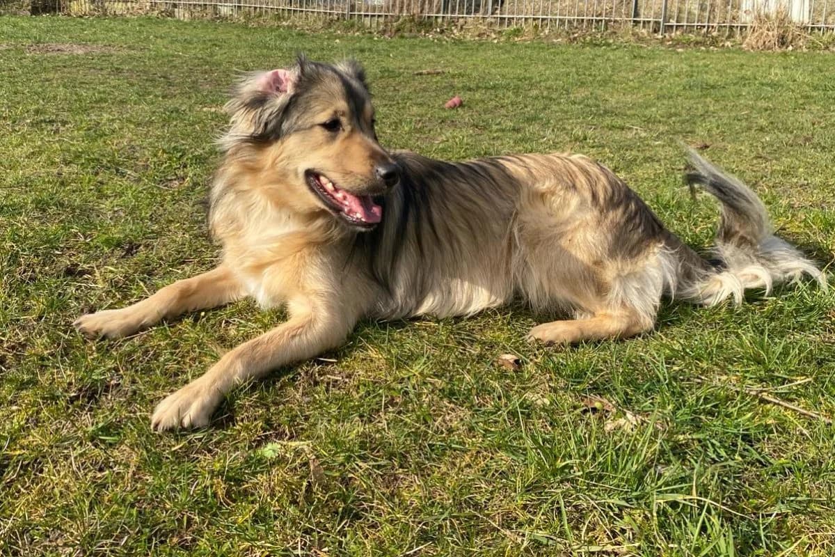 Dave, male Mixed Breed for adoption at Tierheim Laage — photo 6 of 9