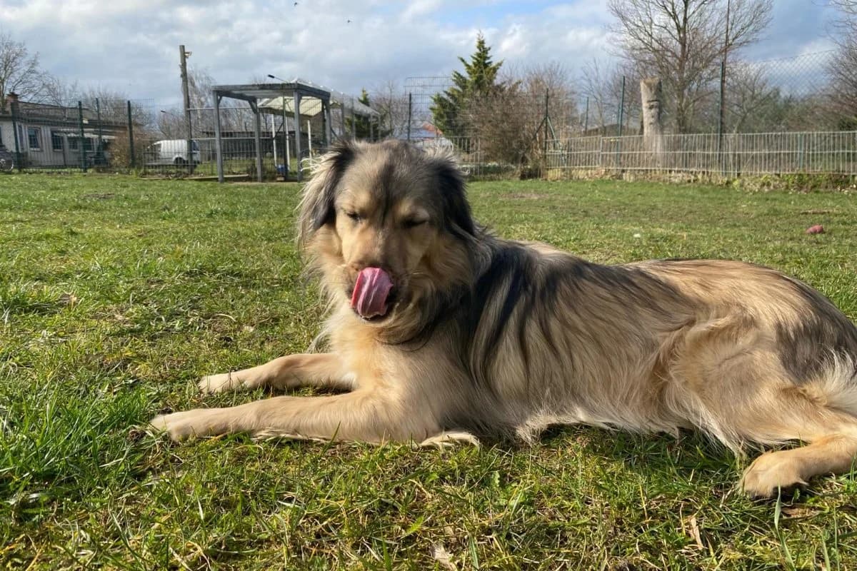 Dave, male Mixed Breed for adoption at Tierheim Laage — photo 7 of 9