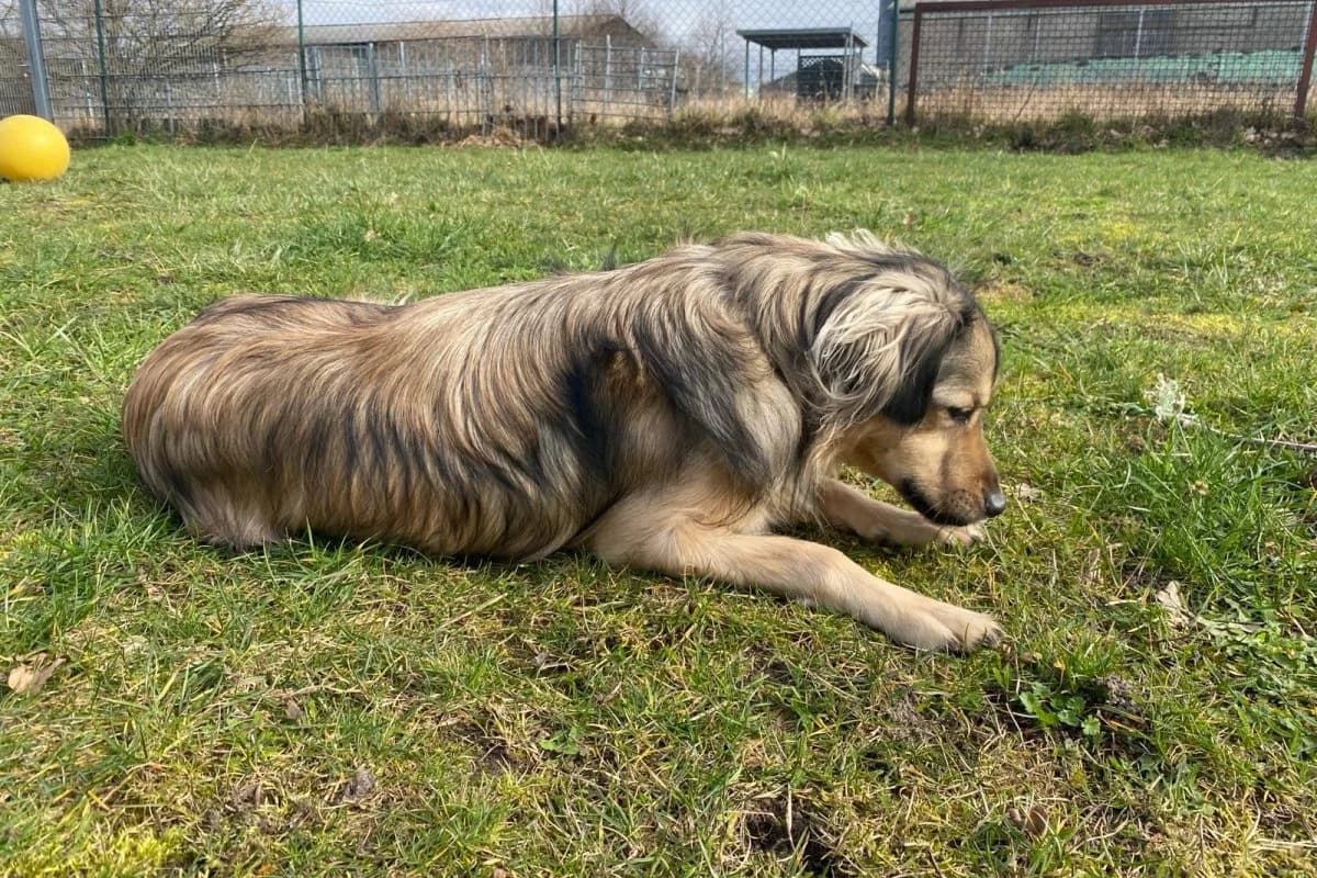 Dave, male Mixed Breed for adoption at Tierheim Laage — photo 8 of 9